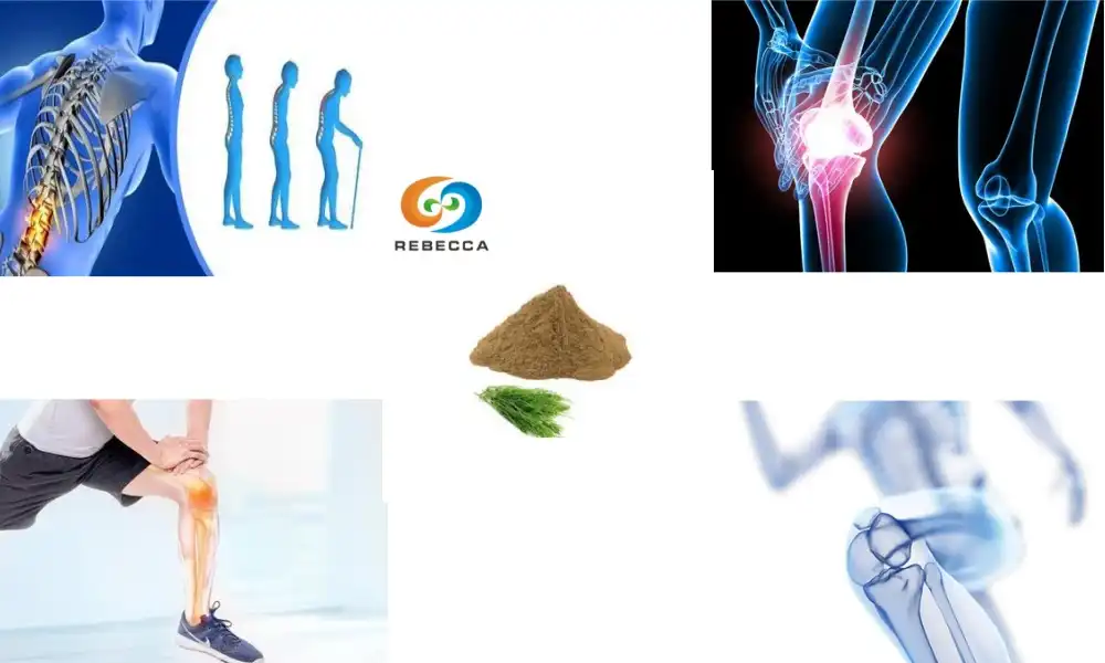 Improve Bone Support with Horsetail Plant Extract